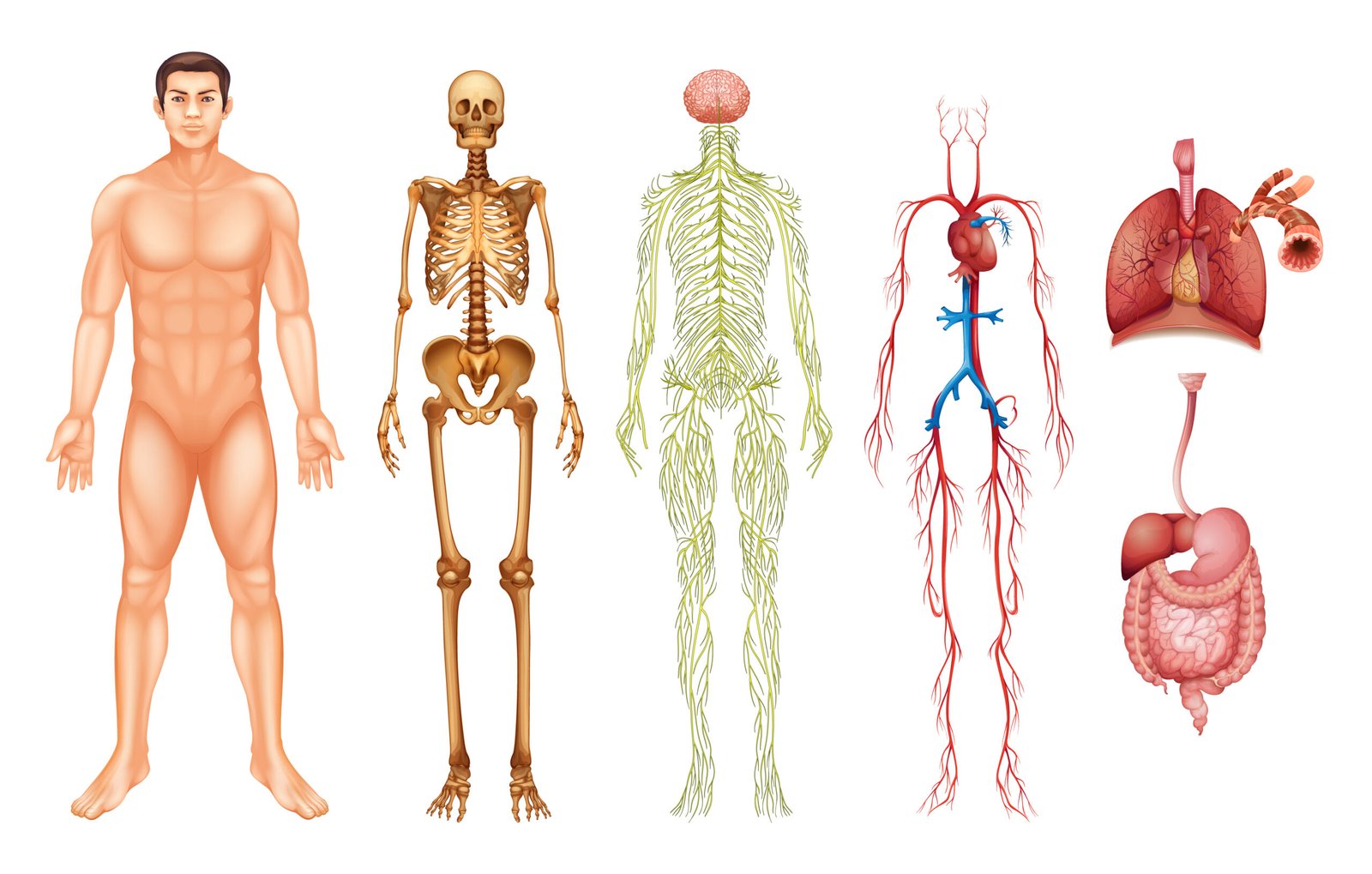 Fundamentals of Human Anatomy – Beginner to Advanced (Copy 1)